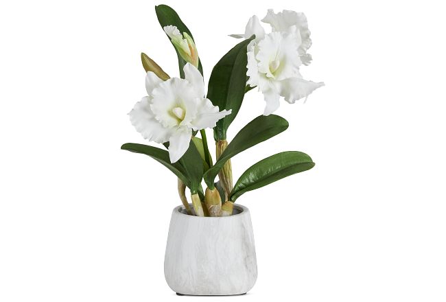 Cattleya White Orchid