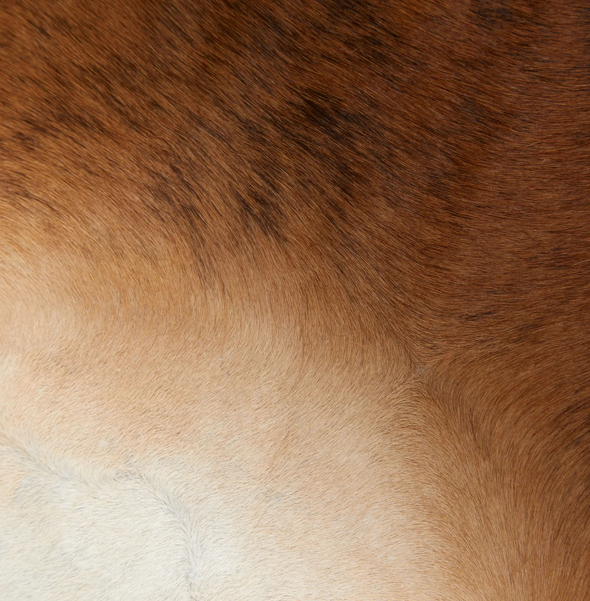 Motley Brown Leather 6x9 Area Rug