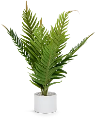 Fern Plant 24" Greenery
