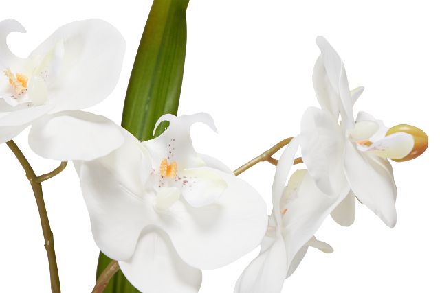 Potted Silver 18" Orchid