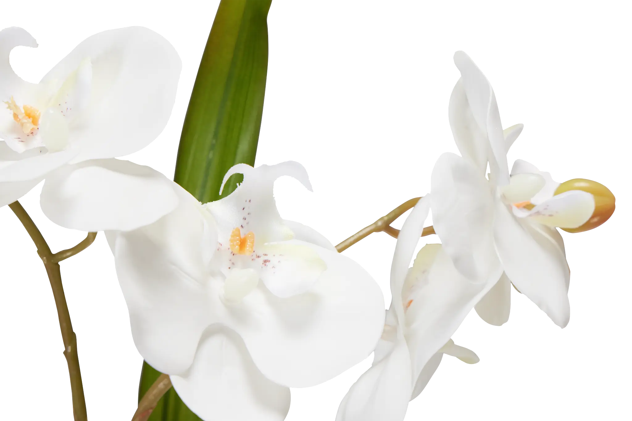 Potted Silver 18" Orchid Potted Silver 18" Orchid