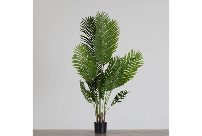 Areca 57" Palm