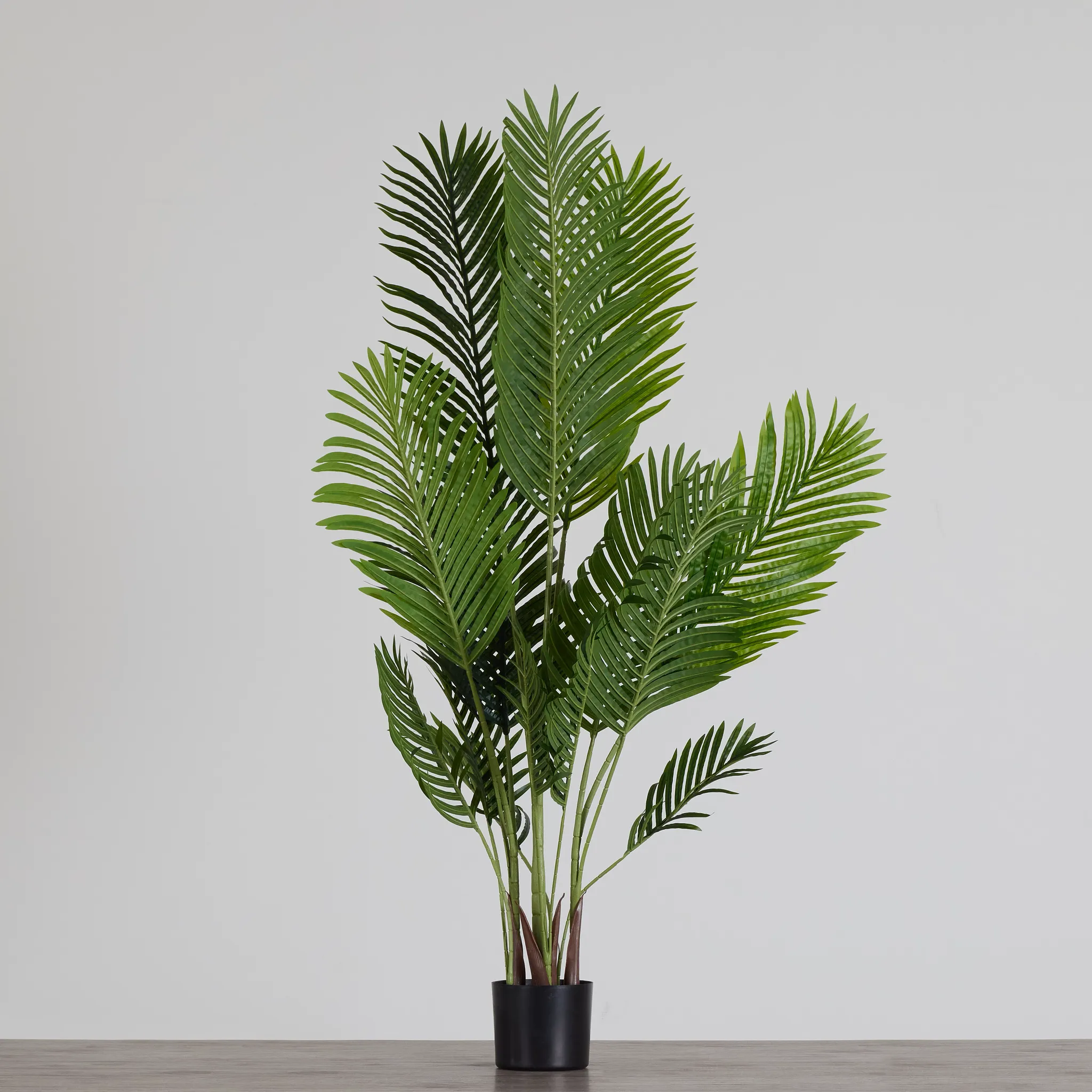 Areca 57" Palm