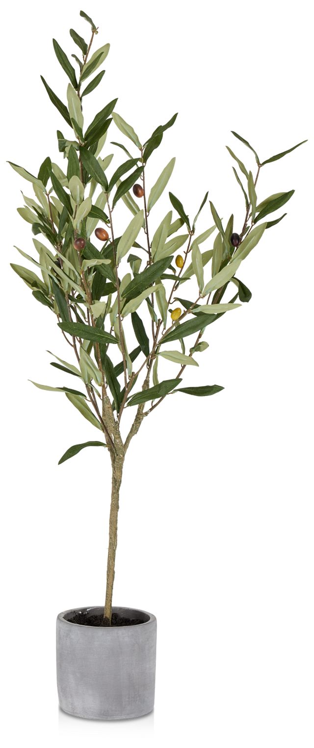 Olive Small Tree