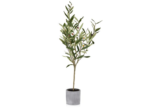 Olive Small Tree