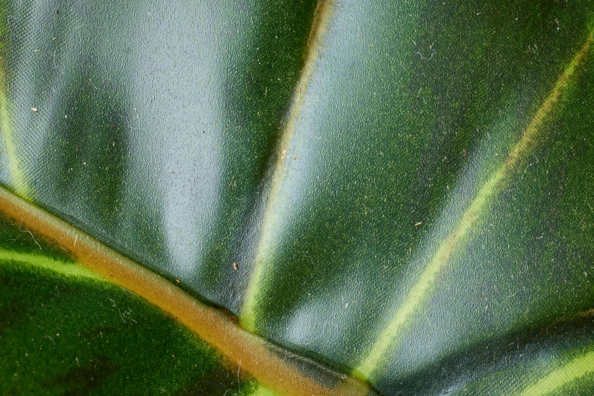 Caladium Green 27" Greenery
