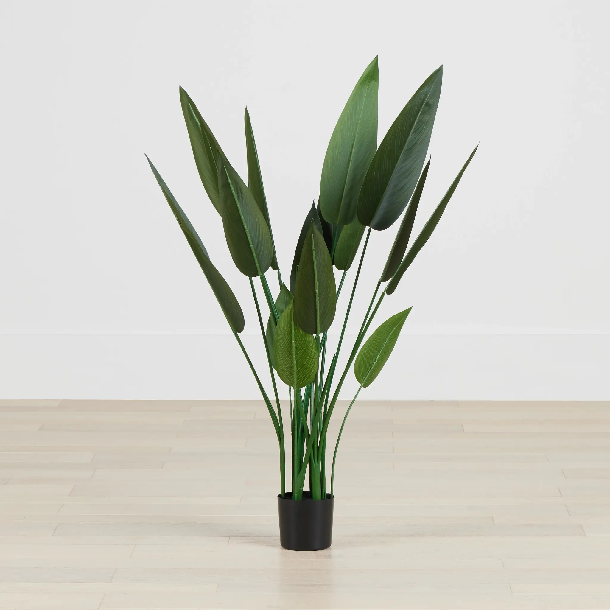 Maranta Green 43" Greenery Maranta Green 43" Greenery