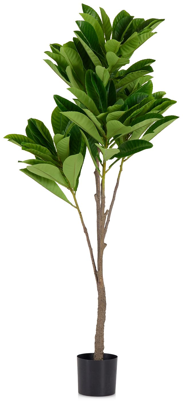 Elaeocarpus 6' Tree (1)