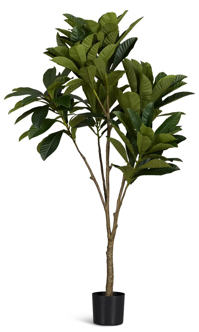 Elaeocarpus 6' Tree