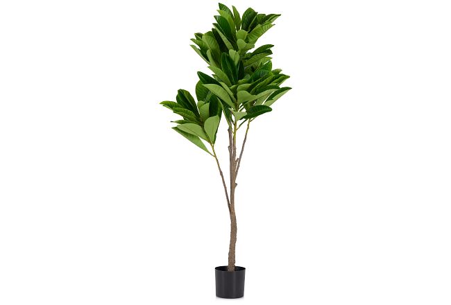 Elaeocarpus 6' Tree