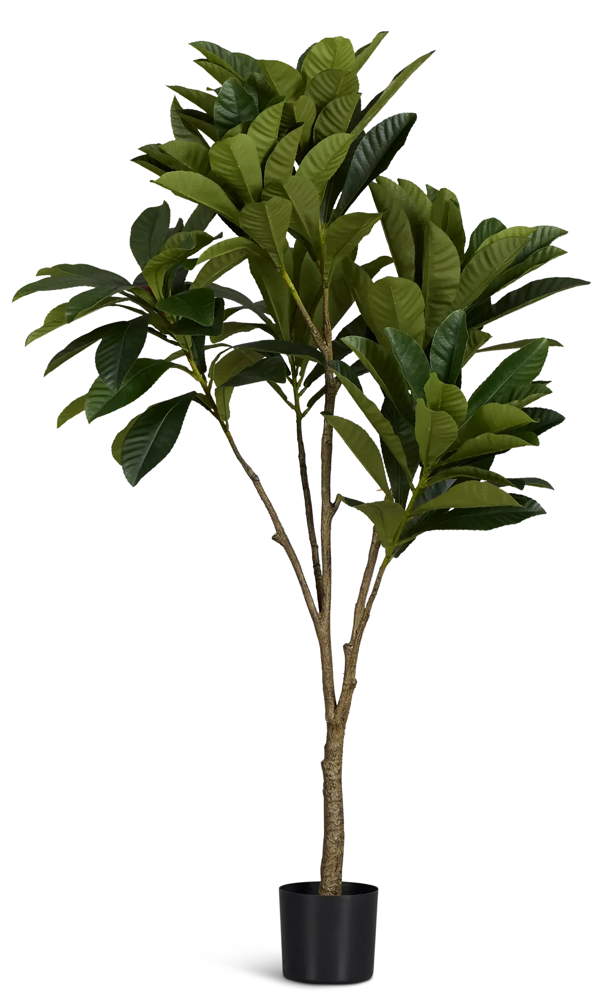 Elaeocarpus 6' Tree Elaeocarpus 6' Tree