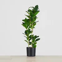 Pepperomia Green 25" Greenery