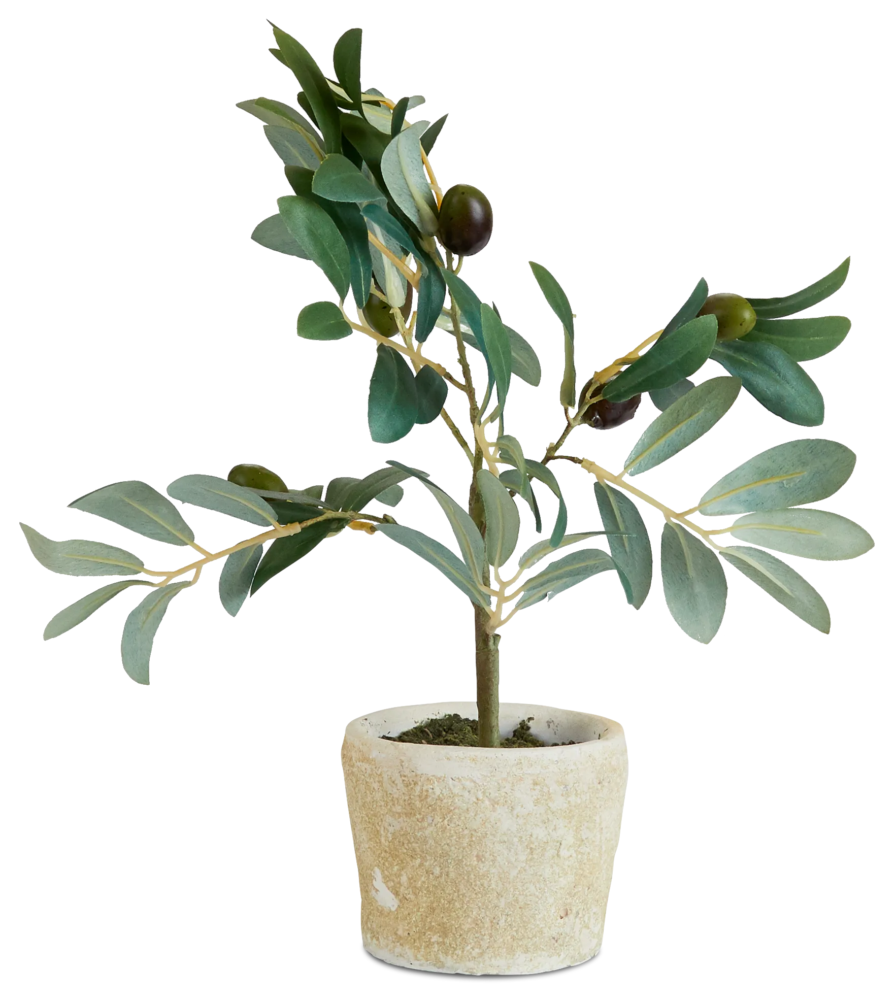Jolly 12" Olive Tree