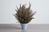 Alhagi Medium Greenery