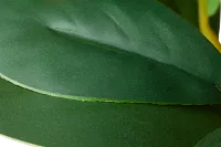 Pepperomia Green 25" Greenery