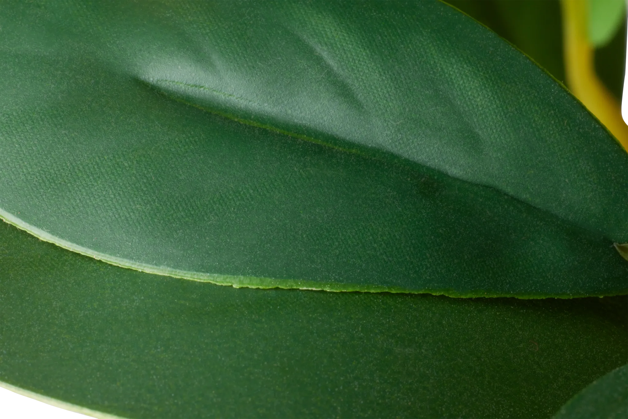 Pepperomia Green 25" Greenery