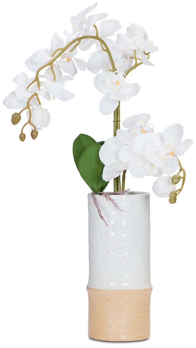 Potted White 25" Orchid