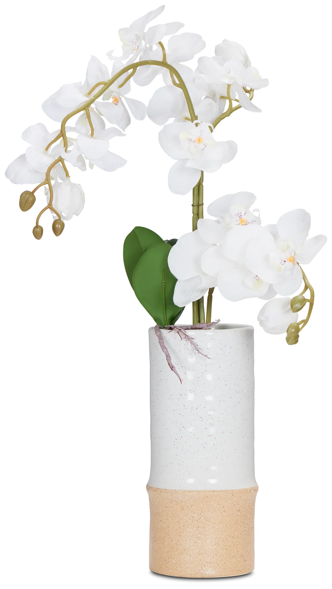 Potted White 25" Orchid