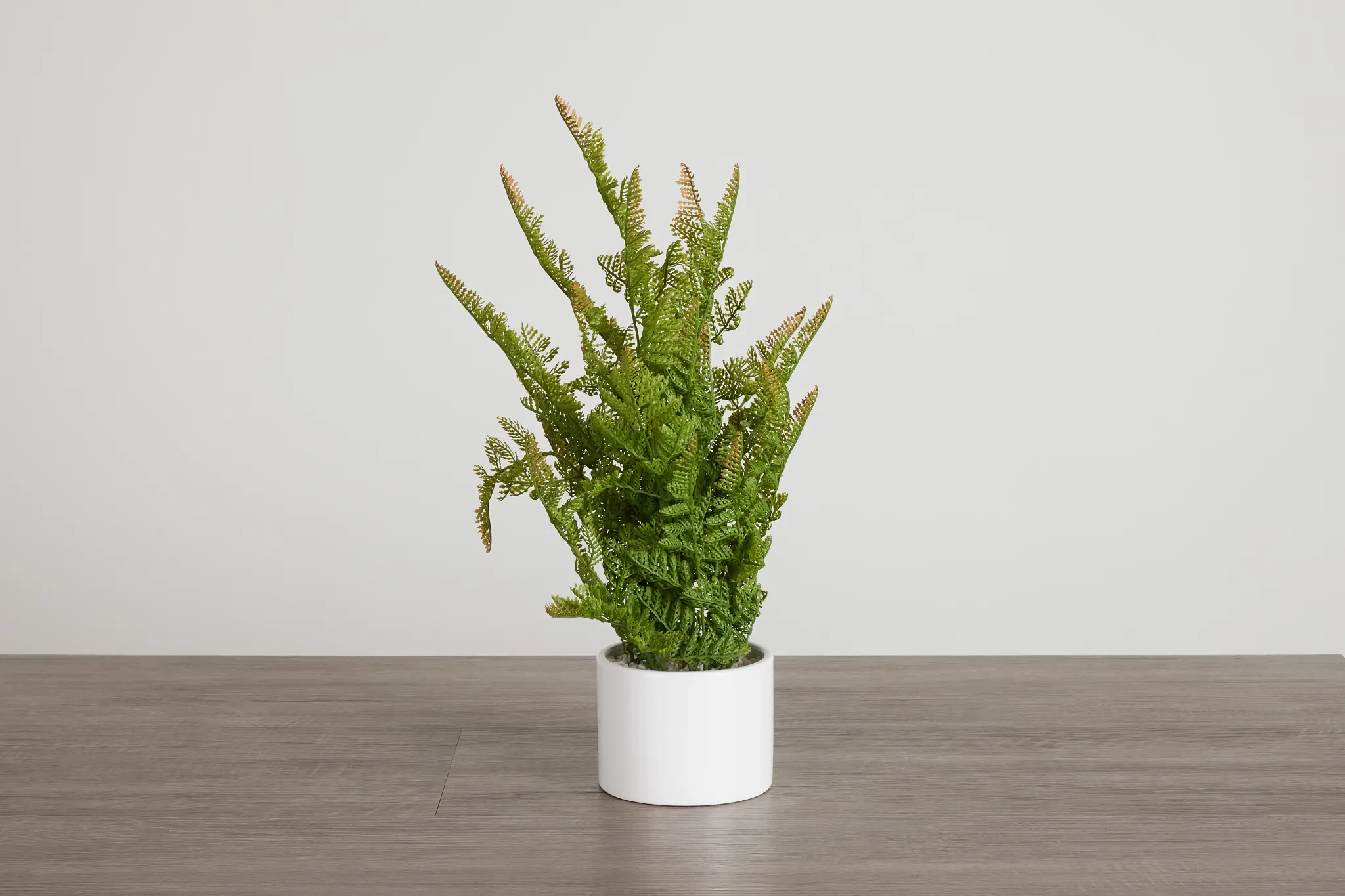 Lemon Button Fern 24" Greenery Lemon Button Fern 24" Greenery