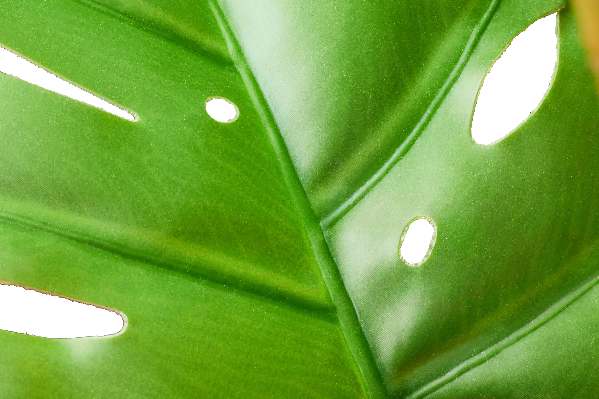 Monstera Green 31" Greenery Monstera Green 31" Greenery