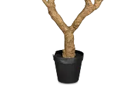 Olive 7' Tree