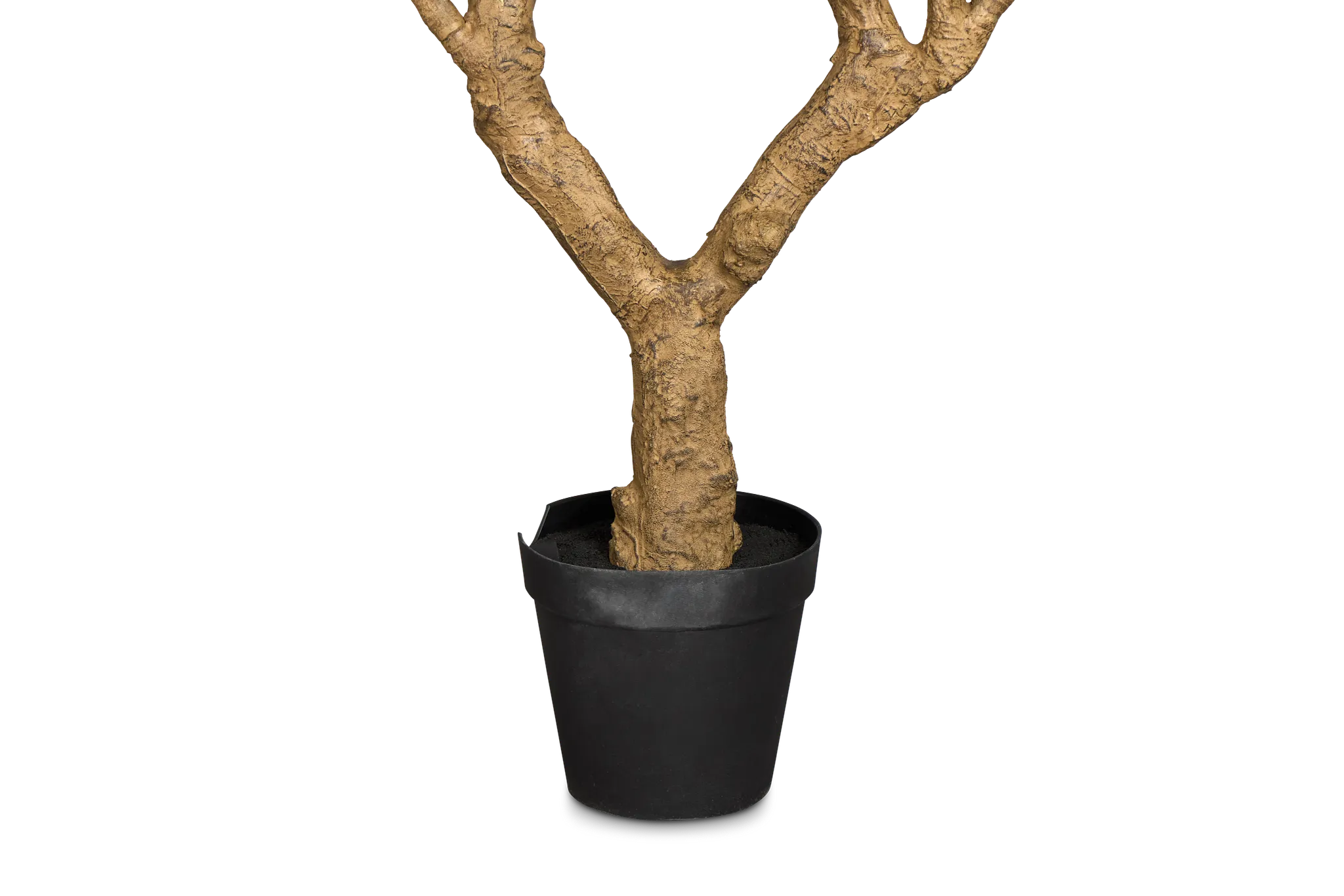 Olive 7' Tree