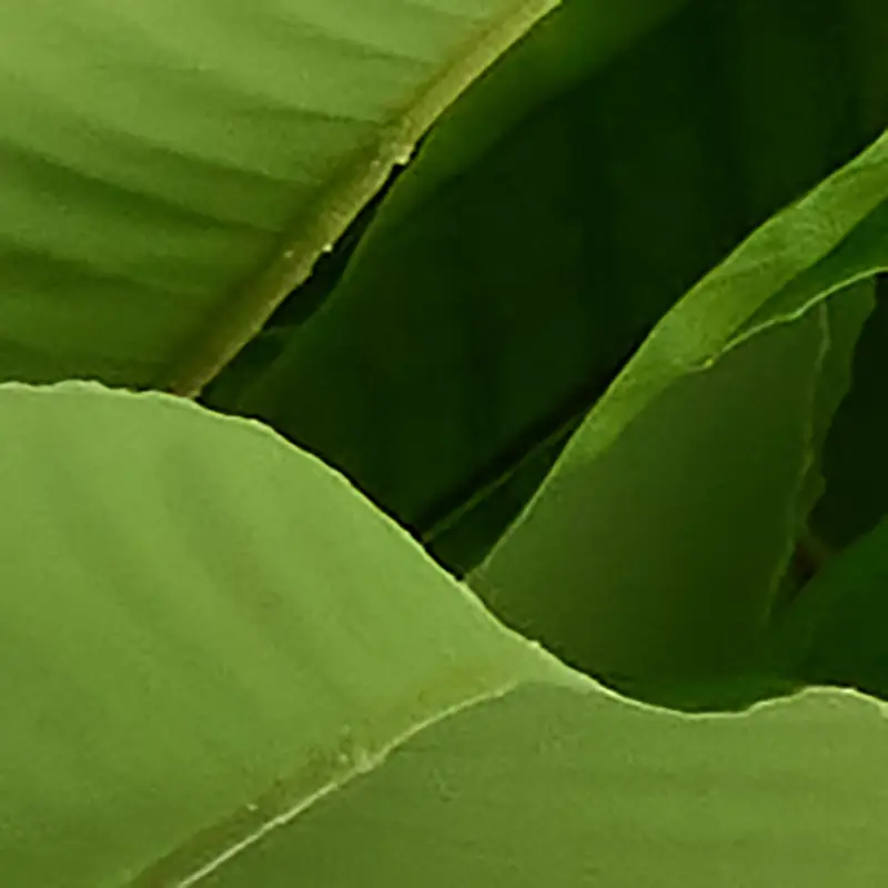 Green Green