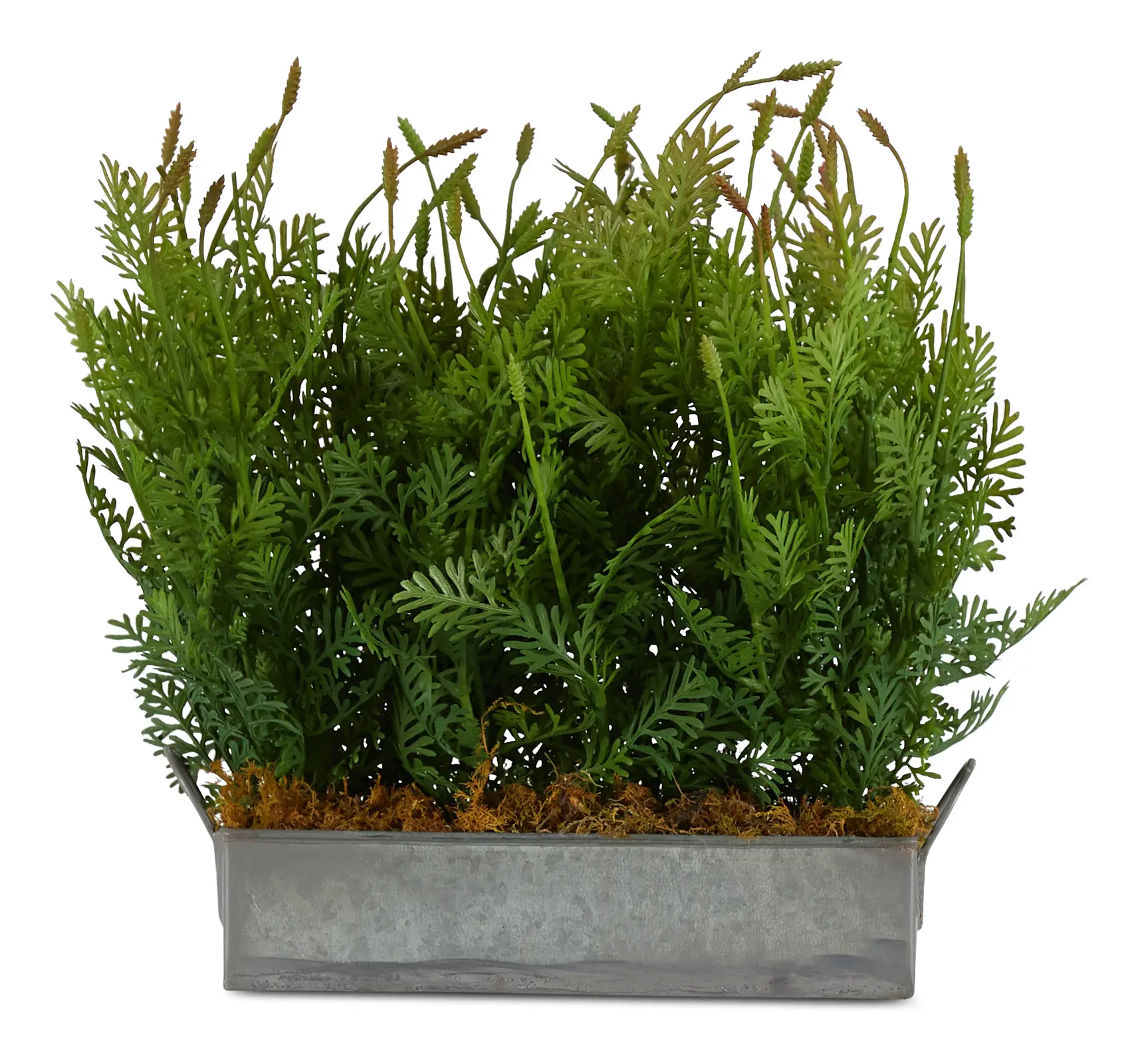 Fernleaf Cement Square Greenery Fernleaf Cement Square Greenery