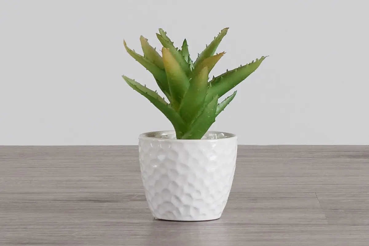 Desert Plant 7" Succulent Desert Plant 7" Succulent