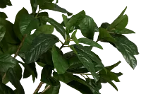 Magnolia 6' Green Tree