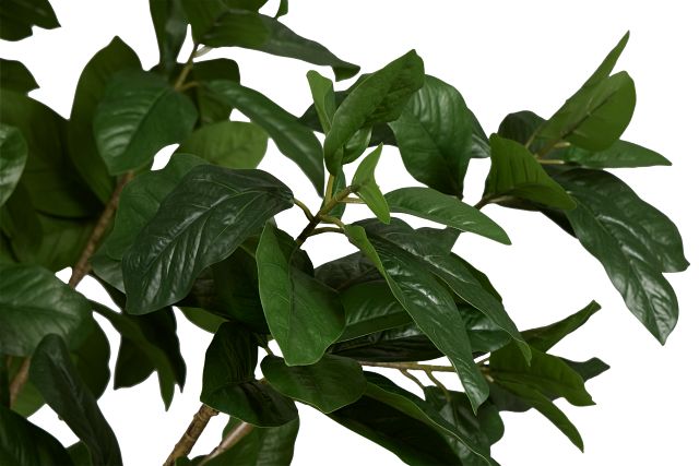 Magnolia 6' Green Tree