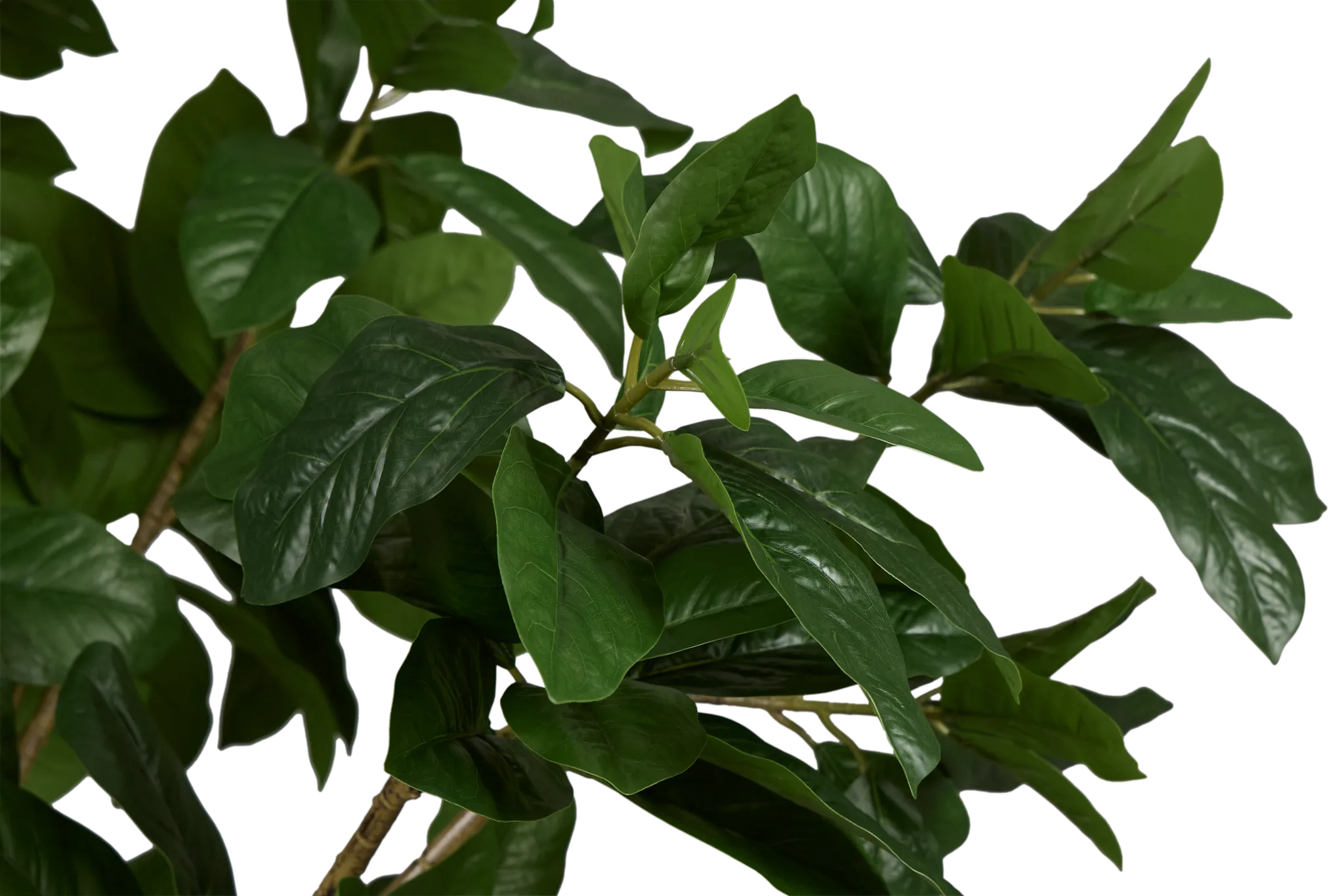 Magnolia 6' Green Tree