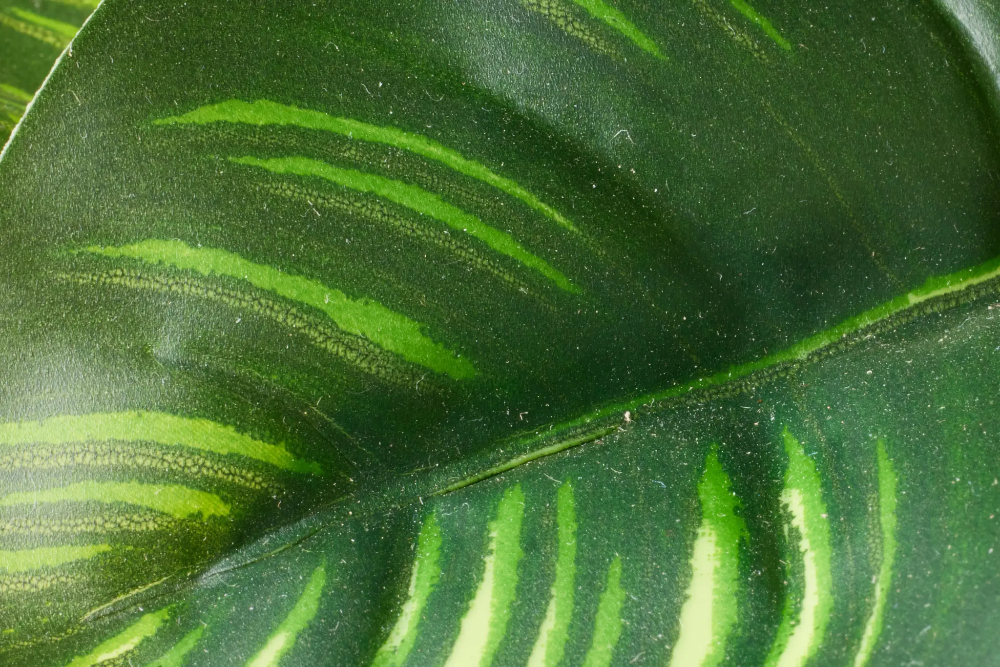 Green Green
