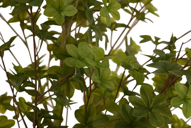 Enkianthus Gray 5' Tree