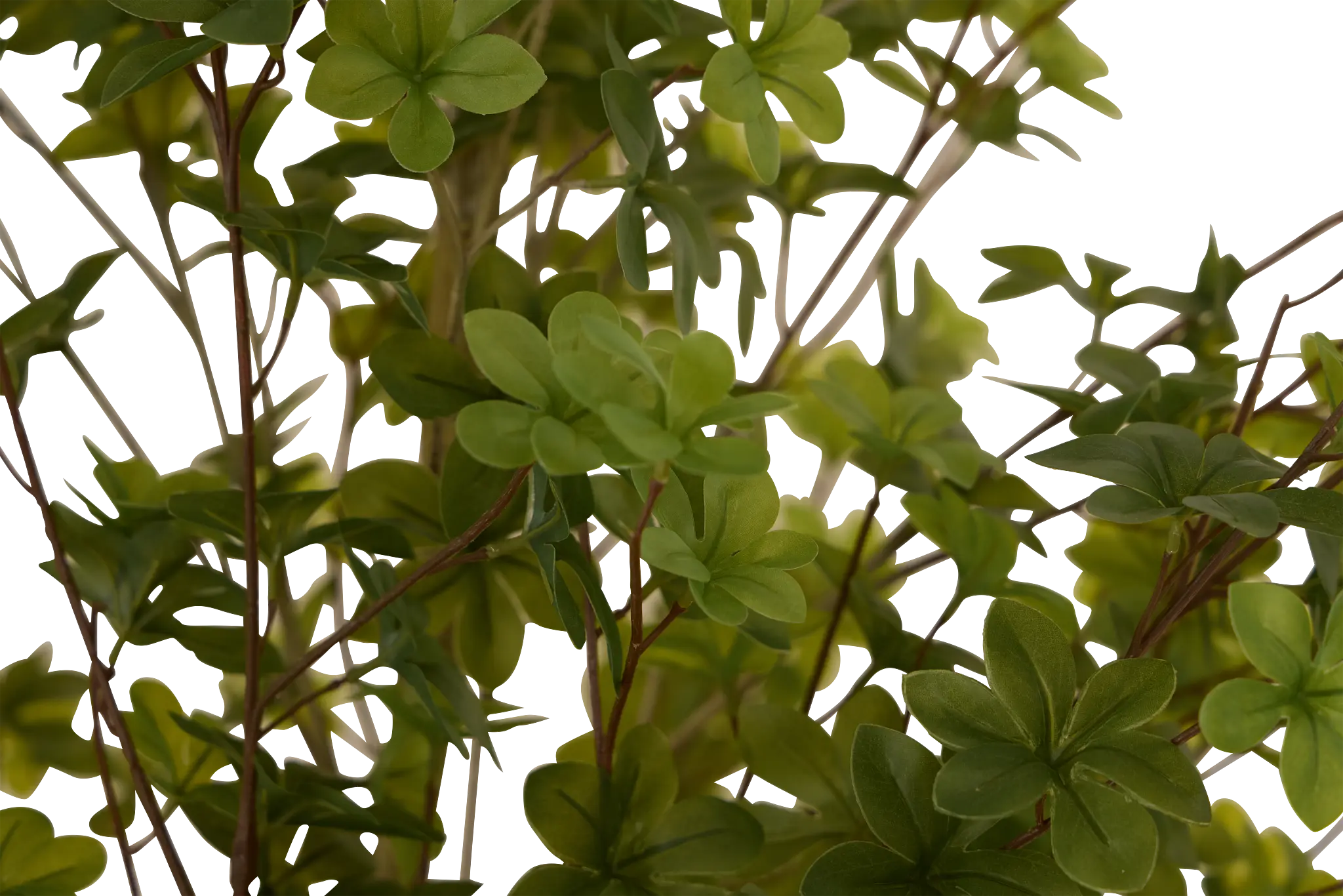 Enkianthus Gray 5' Tree Enkianthus Gray 5' Tree
