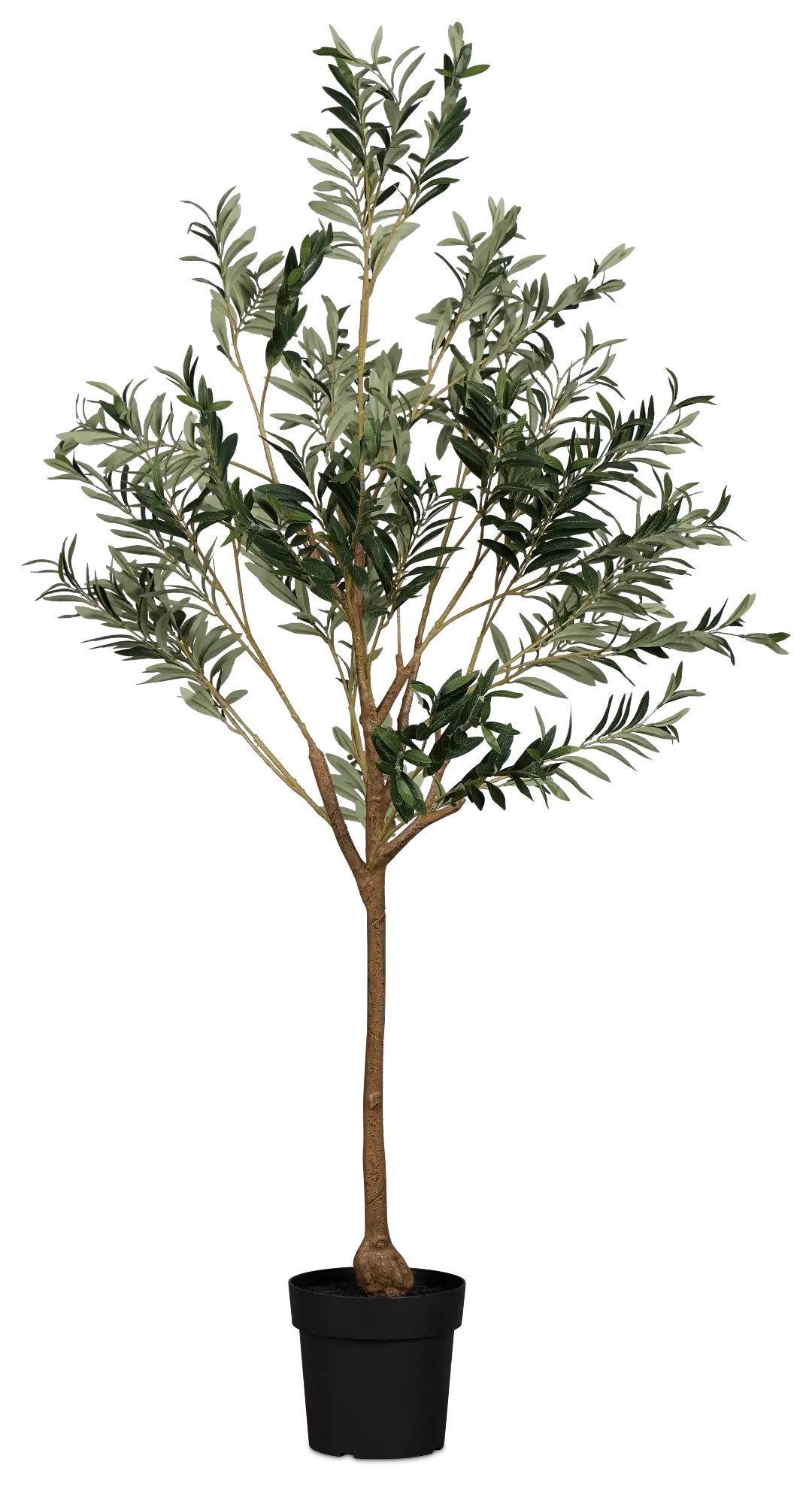 Olive 5' Green Tree Olive 5' Green Tree