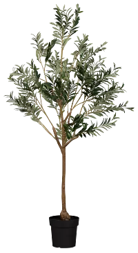 Olive 5' Green Tree