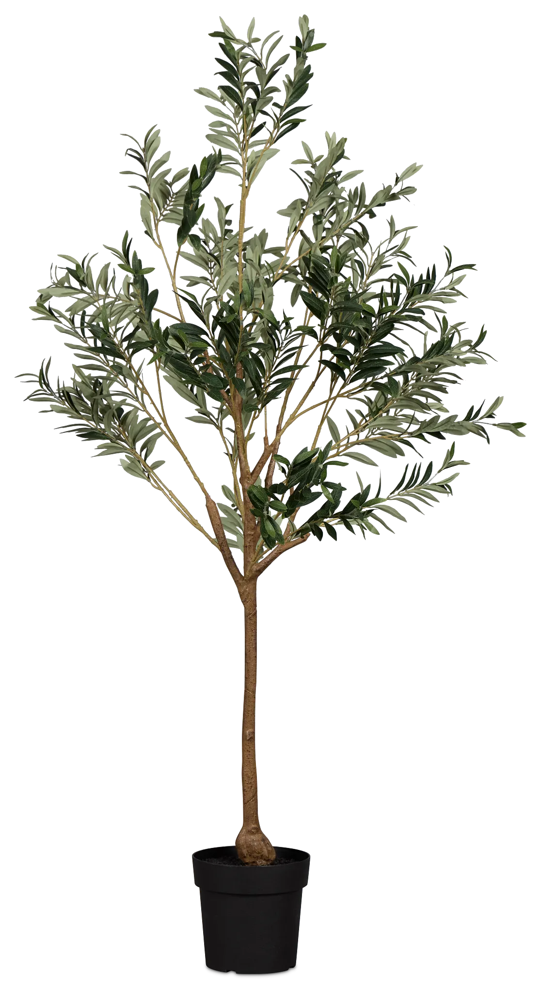 Olive 5' Green Tree