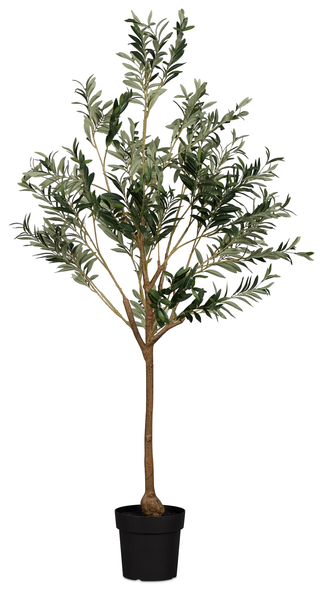 Olive 5' Green Tree Olive 5' Green Tree