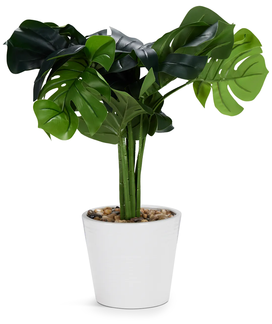 Monstera Deliciosa 20" Greenery
