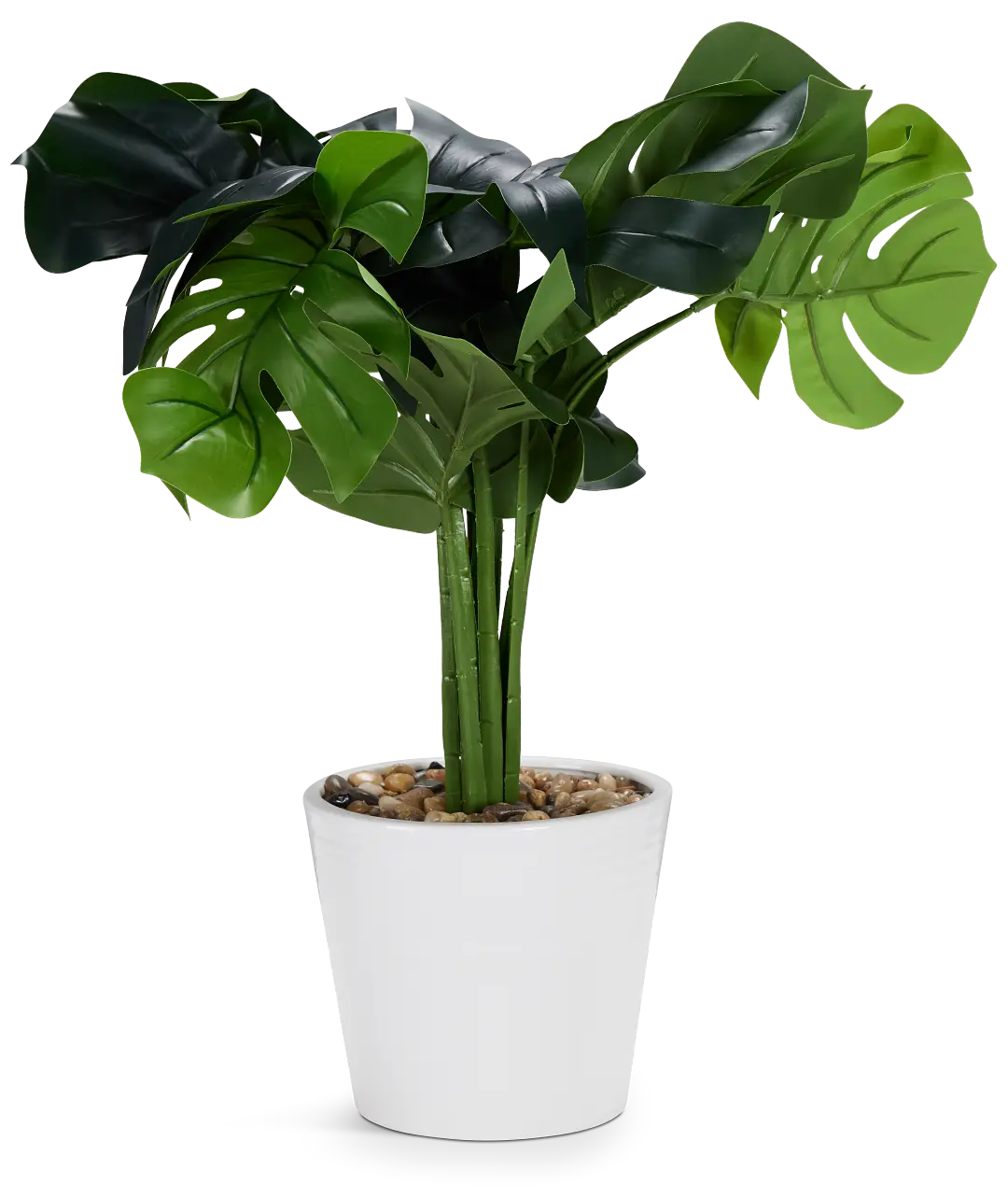 Monstera Deliciosa 20" Greenery Monstera Deliciosa 20" Greenery