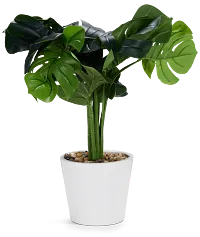Monstera Deliciosa 20" Greenery