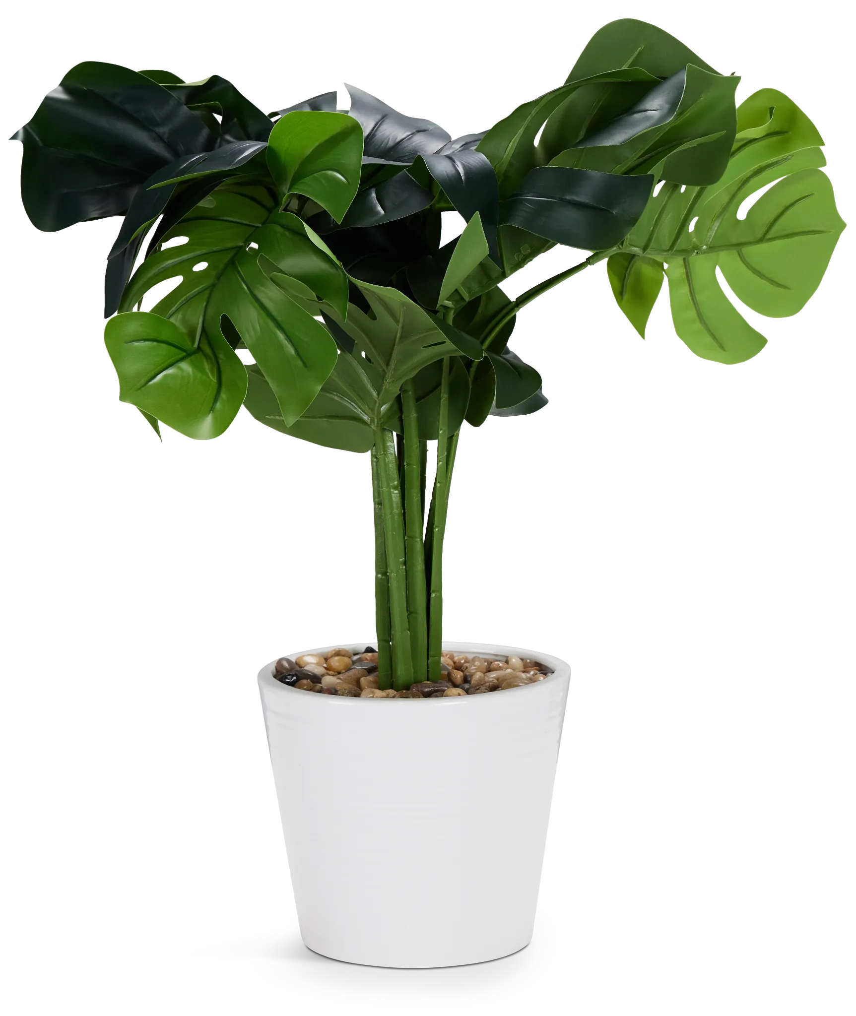 Monstera Deliciosa 20" Greenery