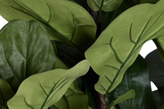 Maeve 6.5' Fiddle Fig Tree