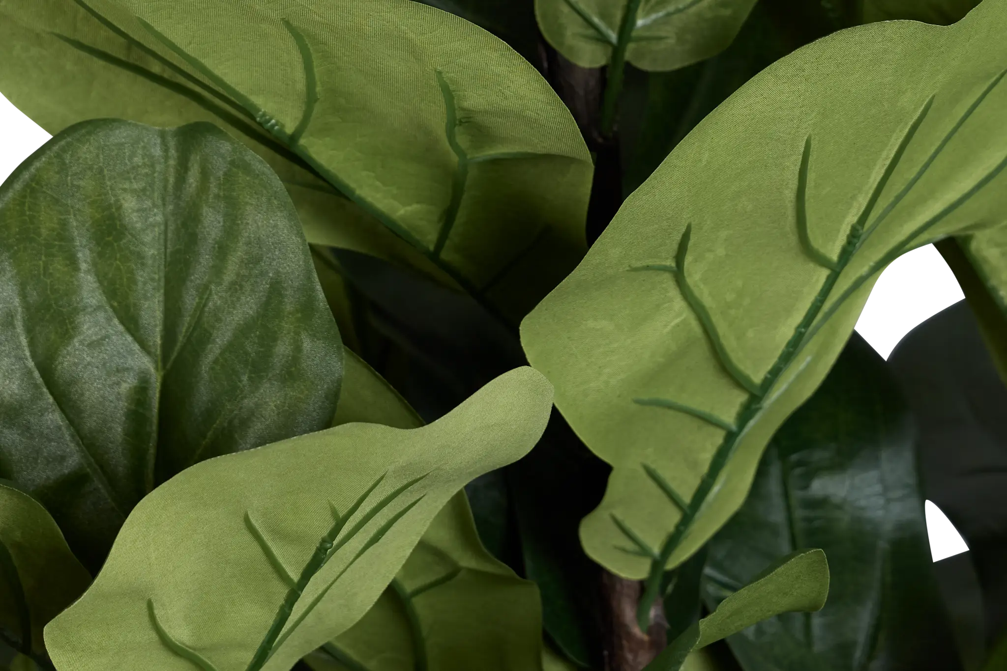 Maeve 6.5' Fiddle Fig Tree Maeve 6.5' Fiddle Fig Tree