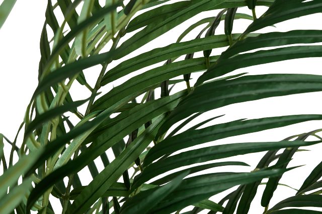 Areca Palm 6' Tree