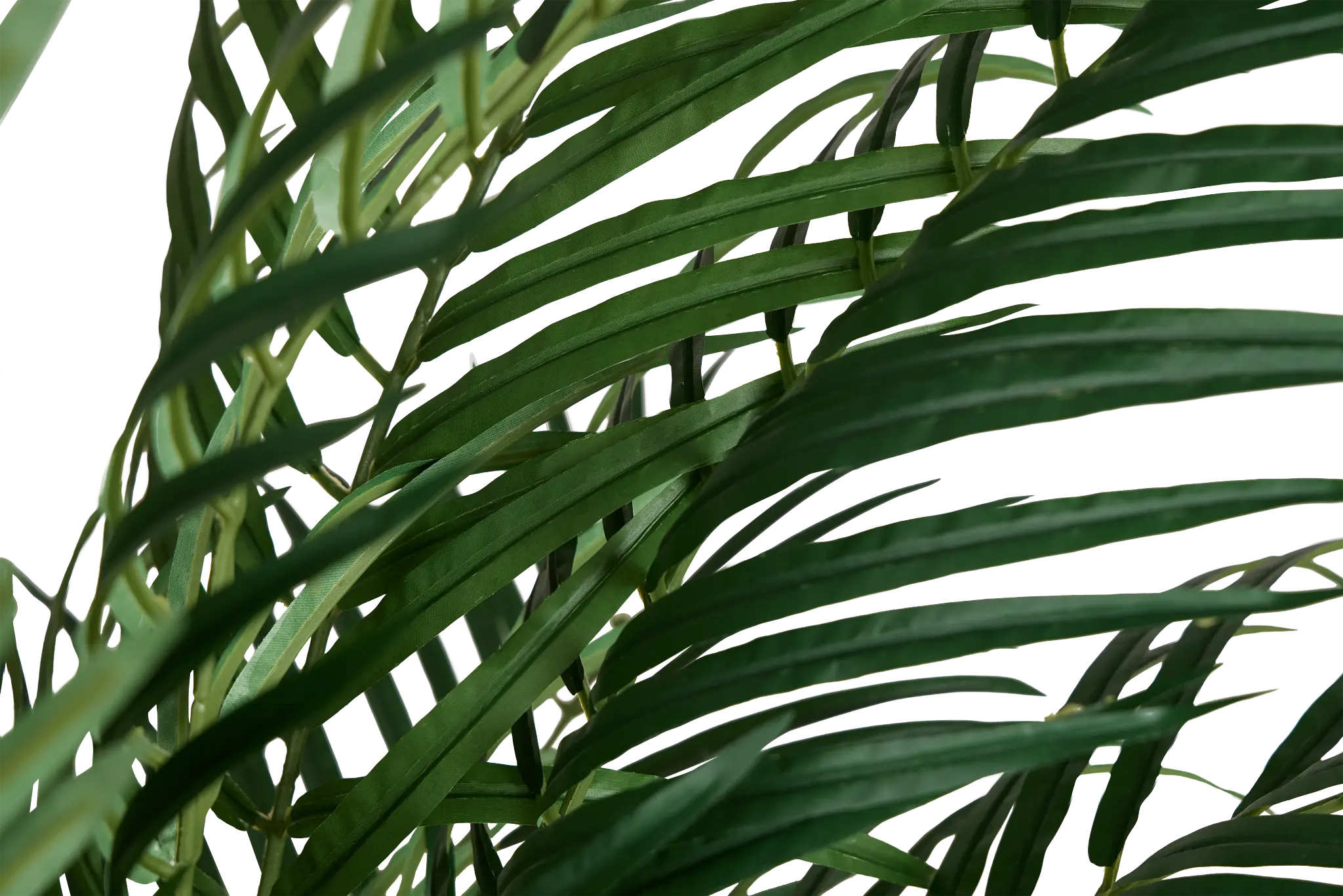 Areca Palm 6' Tree Areca Palm 6' Tree