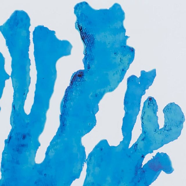 Coralrock Blue Framed Wall Art