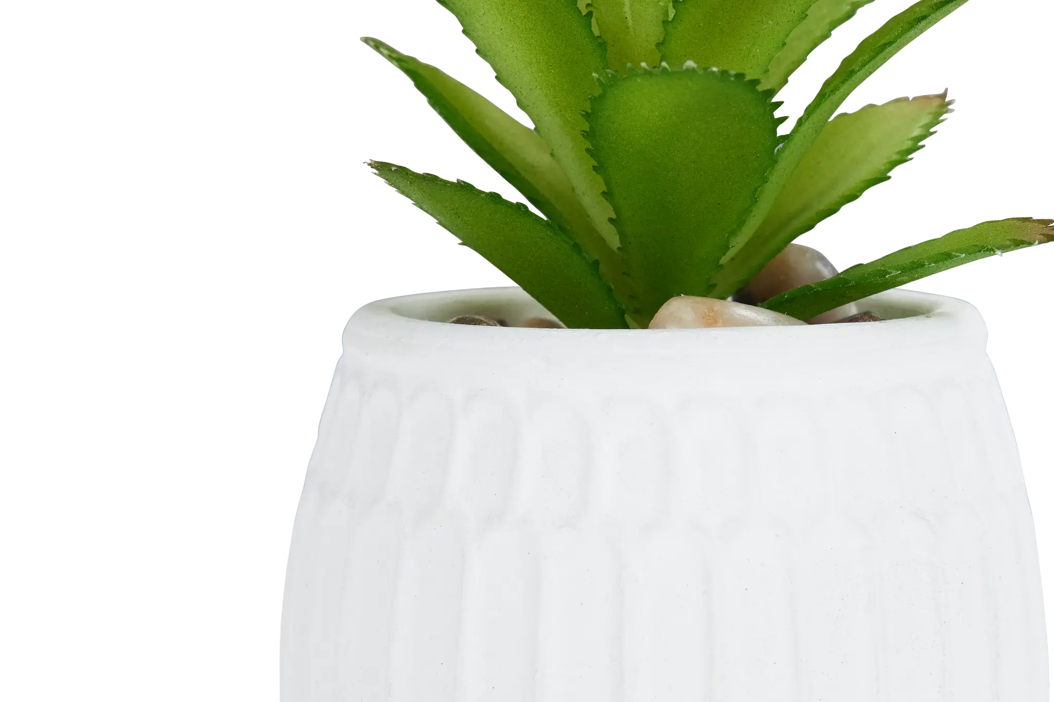 Gobi 5" Succulent Gobi 5" Succulent