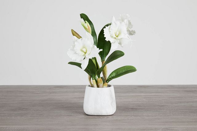 Cattleya White Orchid (0)